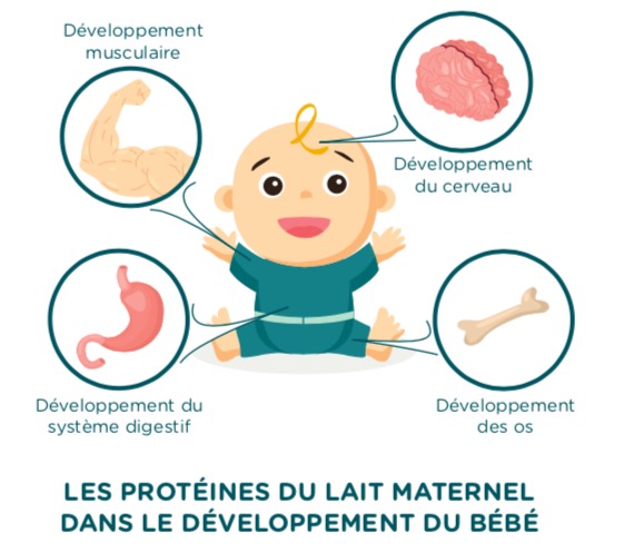 lactoferrine